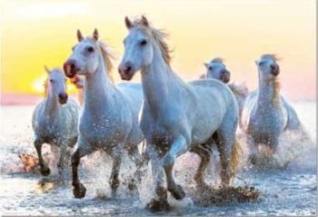 1000P. CHEVAUX BLANCS