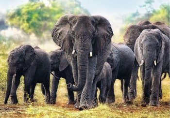 1000P ELEPHANTS AFRICAINS